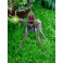 Bulbophyllum Hans' Delight 