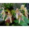 Bulbophyllum guttulatum 
