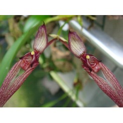 Bulbophyllum biflorum 'red'