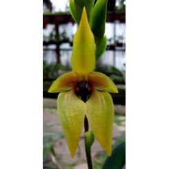 Bulbophyllum carunculatum 