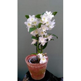Dendrobium Nobile Hybrid (Hvid)