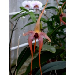 Bulbophyllum echinolabium 