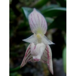Bulbophyllum ambrosiae 