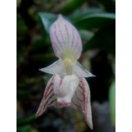 Bulbophyllum ambrosiae 