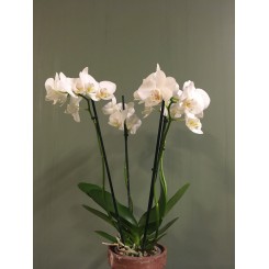 Phalaenopsis Hybrider