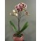 Phalaenopsis Hybrider