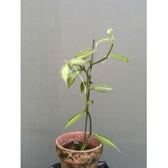 Vanilla planifolia 'fragans' (variegata)