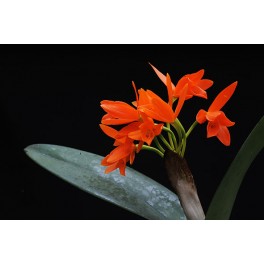 Cattleya aurantica