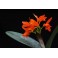 Cattleya aurantica