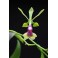Epidendrum paniculatum 