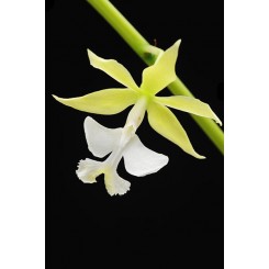Epidendrum stamfordianum alba
