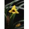 Maxillaria variabilis 'yellow'