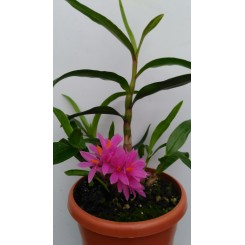 Dendrobium Hibiki