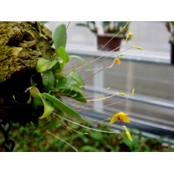 Bulbophyllum aestivale 