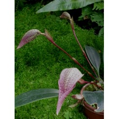 Bulbophyllum arfarkianum