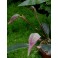 Bulbophyllum arfarkianum
