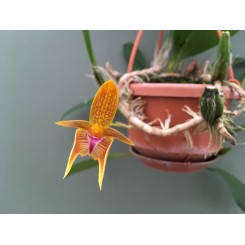 Bulbophyllum smithlandii