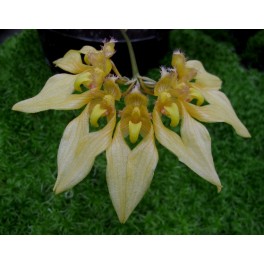 Bulbophyllum annandai