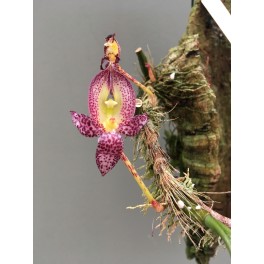 Bulbophyllum macrantum (Seidenfaden)
