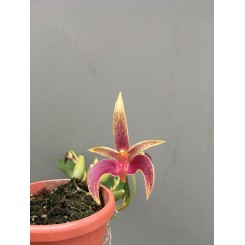 Bulbophyllum Fredensborg Delight