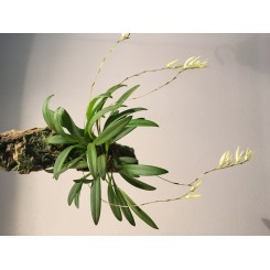 Pleurothallis linearifolia