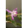 Dendrobium Kurenai pink