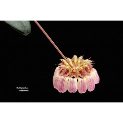 Bulbophyllum sikkemense