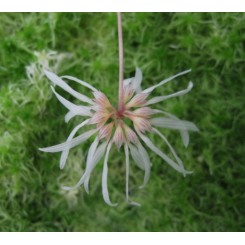 Bulbophyllum Emly's Angel 