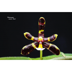 Phalaenopsis mannii 'black'