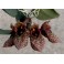 Bulbophyllum frostii 