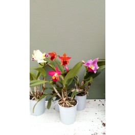 Cattleya Laeliocattleya hybrid