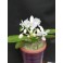 Phalaenopsis equestris 'albacens'
