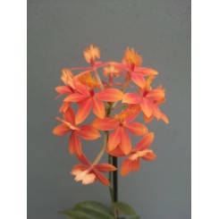 Epidendrum radicans