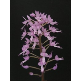 Stenoglottis longifolia