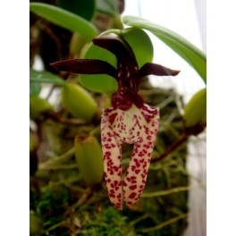 Bulbophyllum lasiochilum 