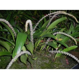 Bulbophyllum odoratum