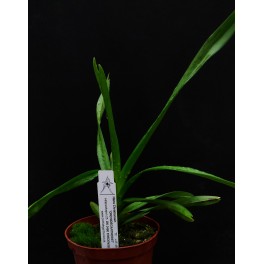 Vanda tricolor suavis