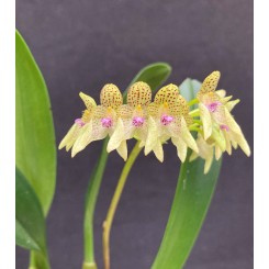 Bulbophyllum guttulatum 