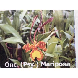 Psychopsis Mariposa