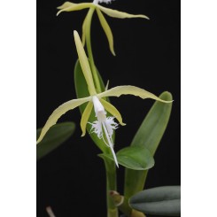 Epidendrum ciliare ' Fredensborg GM/DOG ' NYHED 2023