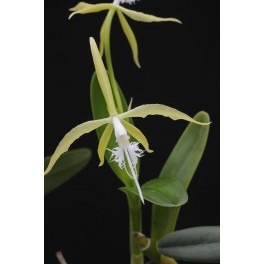 Epidendrum ciliare ' Fredensborg GM/DOG ' NYHED 2023