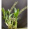 Liparis parviflora ( på klods )
