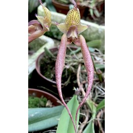 Bulbophyllum Doris Dukes