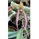 Bulbophyllum Doris Dukes