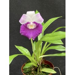 Cochleanthes discolor hybrid