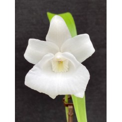 Cochleanthes Snowflake