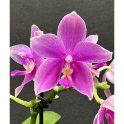 Phalaenopsis Love Potion