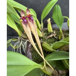 Bulbophyllum ornatissium