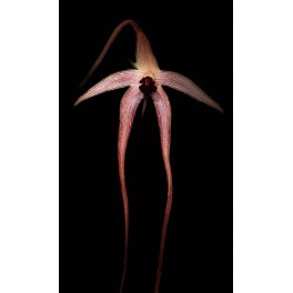 Bulbophyllum echinolabium 