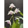Dendrobium kingianum ‘semi alba’
